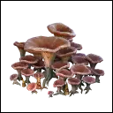 Mycelium Roots
