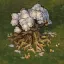 Arborcopia